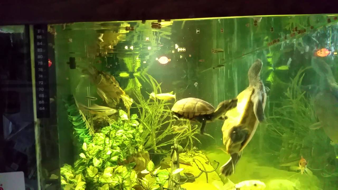 Feeding turtles and fish YouTube
