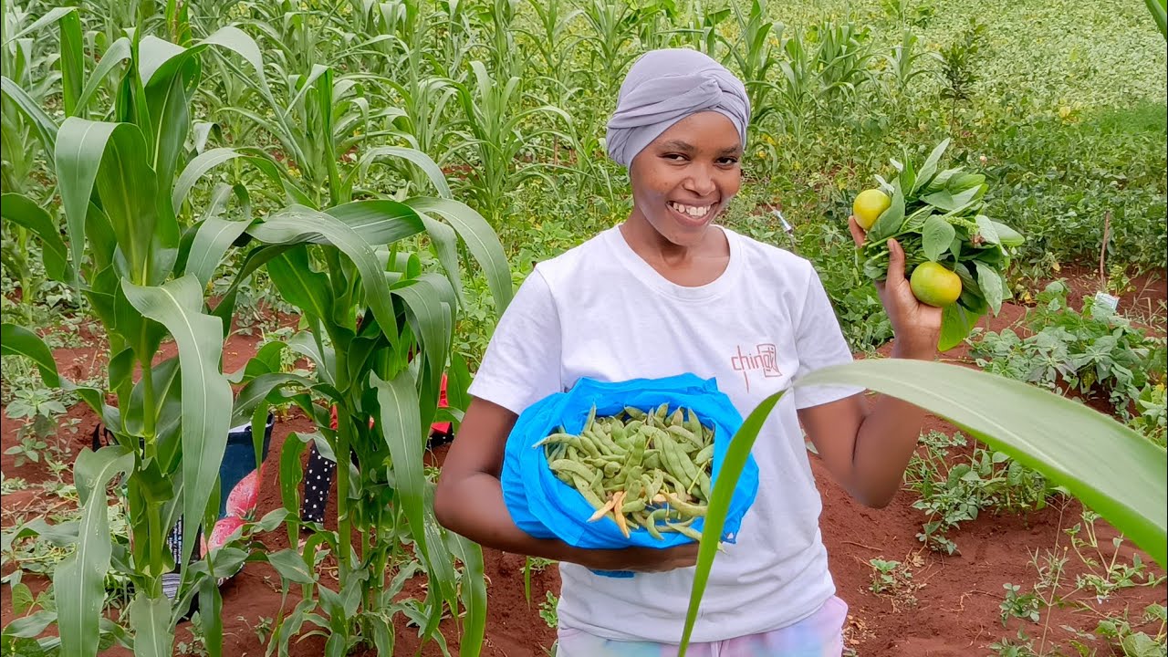 African Village Harvesting and Cooking Green Beans on a Rainy Day. 