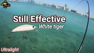 Effective parin talaga itong 'white tiger' pang Talakito/Trevally | UltraLight fishing - Abu Dhabi