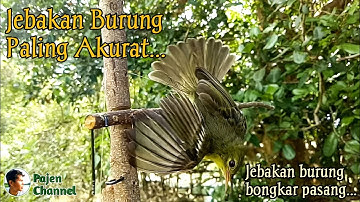 Jebakan Burung Kecil Dari Ranting Kayu - Jebakan burung bongkar pasang