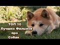 ТОП 10 Лучших Фильмов про Собак