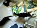 Cats got into the paper towels.