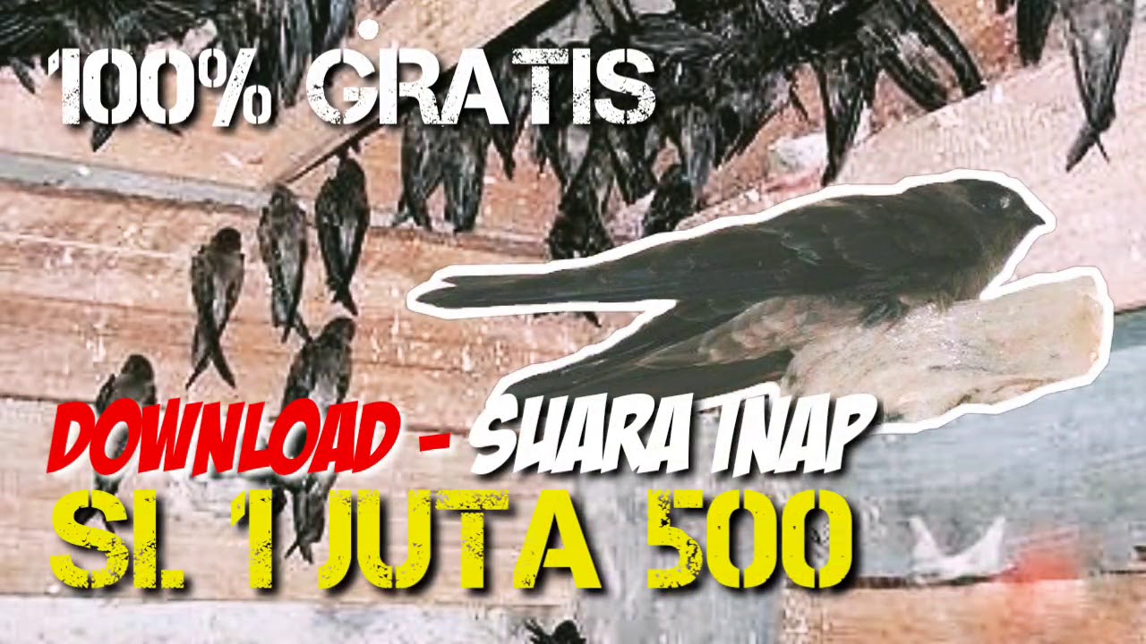 🔴DOWNLOAD GRATIS SI. 1 JUTA 500! Suara Inap Burung Walet || Rumah Burung Walet