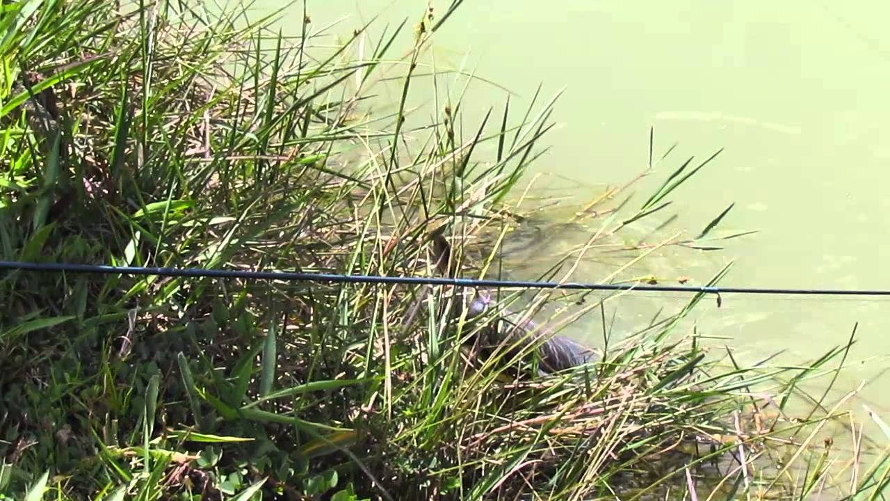 tilapia na artificial YouTube