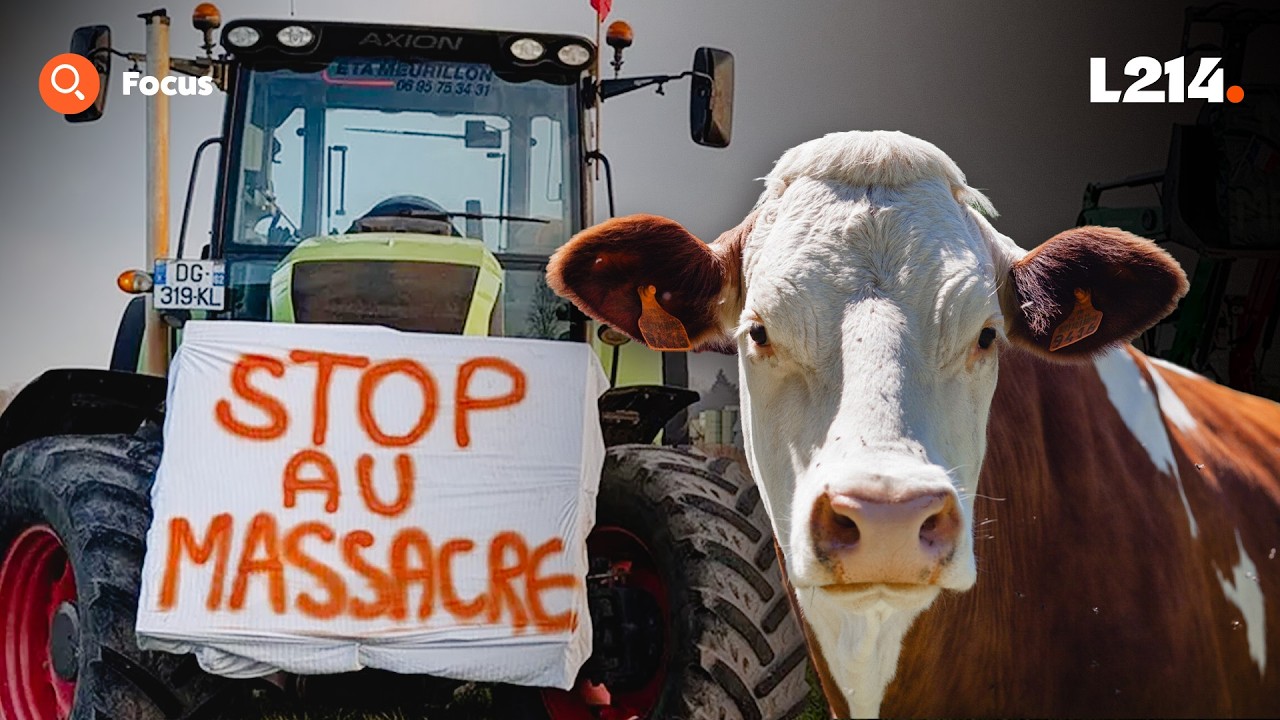 Dermatose : où sont les assos de protection animale ?