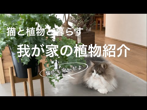 庭で猫が夢中に！安全な植物3選と育て方のコツ