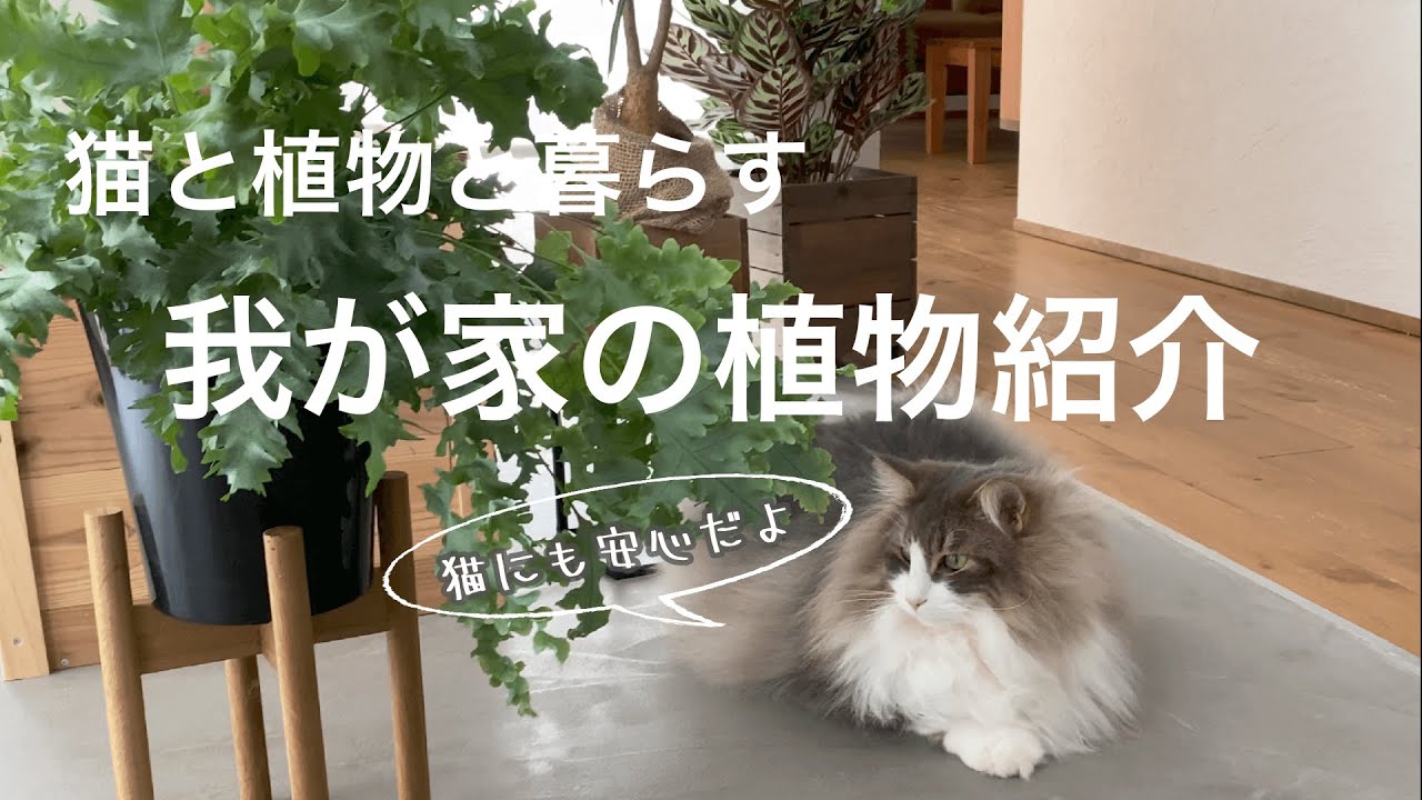 【観葉植物】猫にも安心！育てやすい！そんな我が家の観葉植物紹介するよー