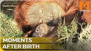 Will This Unpredictable Ape Reject Her Baby Again? | Monkey Life | Season 1 Episode 4