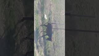 Гаи лер корсын