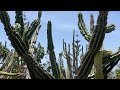 Der Kakteengarten im Botanischen Garten von Funchal (Madeira) am 03.06.2026