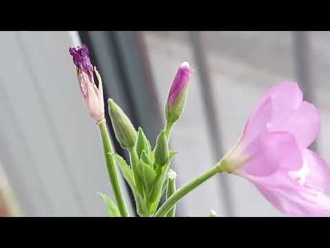 flower 20250802 111208