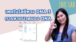 🧬เทคโนโลยีทาง DNA 3 : การหาขนาดของดีเอ็นเอ [Biology#37]