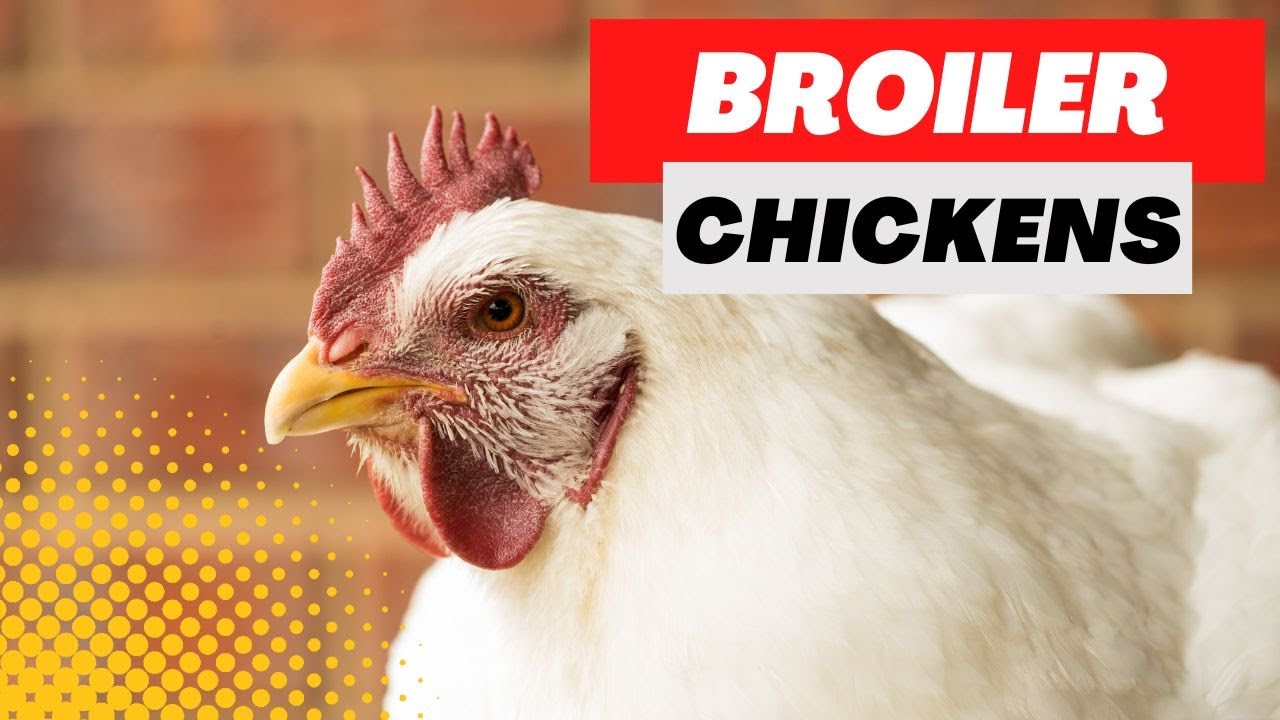 Raising Broiler Chickens Most Productive Broiler Breeds For Meat YouTube Raising Broiler Chickens Most Productive Broiler Breeds For Meat YouTube