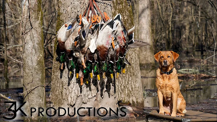 ARKANSAS DUCK HUNTING | 16 PIECE IN THE TIMBER