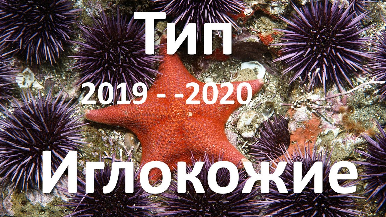 14. Иглокожие (7 класс) - биология, подготовка к ЕГЭ и ОГЭ 2020