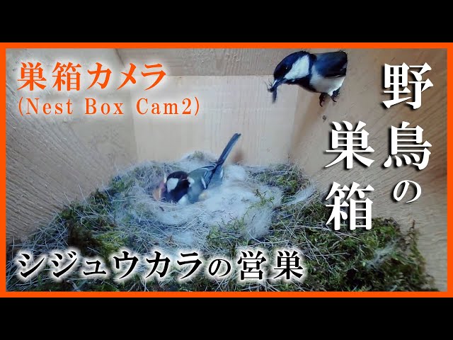 シジュウカラ(野鳥)の巣箱 孵化 11日目 延長撮影 巣箱カメラ
