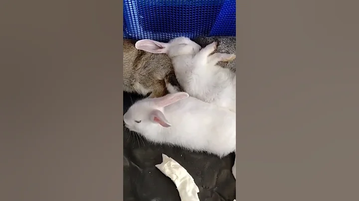 Funny sleeping Rabbit | Bunnies fun video | Alice ...