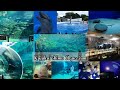 Saikai Pearl Sea Resort 西海パールシーリゾート| Kujuku-shima Aquarium