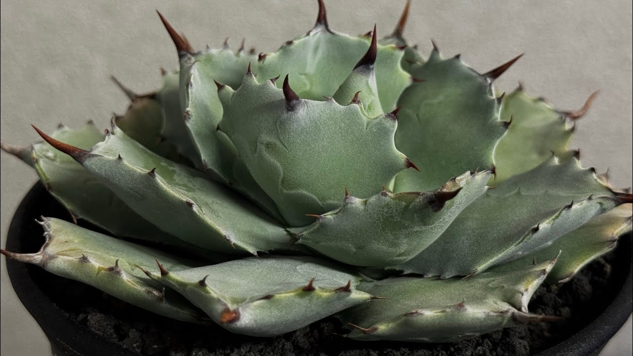 20251222 Royal agave産 アガベ・イシスメンシス （小株）-002｜ agave