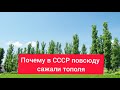 Почему в СССР повсюду сажали тополя