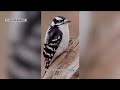 Boston's @naturemanmike does ‘hardcore birding,' but makes it fun, too