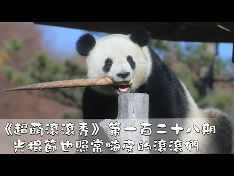 《超萌滾滾秀》第一百二十八期 光棍節也照常嗨皮的滾滾們 | iPanda熊貓頻道