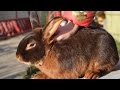 Кролиководы России, Климовск: кролики породы огненный и новозеландский красный.