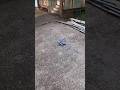 F-22 RC AIRPLANE ground landing in slow motion #darerchobbyreviews