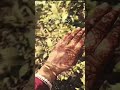 check my Instragram I'd @just_henna_art #explorepage #mehndidesign #youtubeshorts