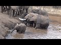 Elephants Crossing the Mara River   9/6/2017   Mara Triangle