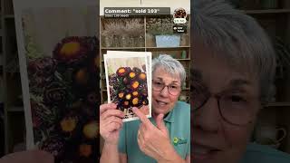 Why We LOVE Strawflowers! Expert growing tips and techniques from Lisa of The Gardener’s Workshop