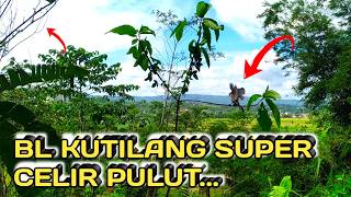 TAK DI SANGKA BL KUTILANG INI CELIR KE PULUT...#mikatburungkutilang#pikatburungkutilang 