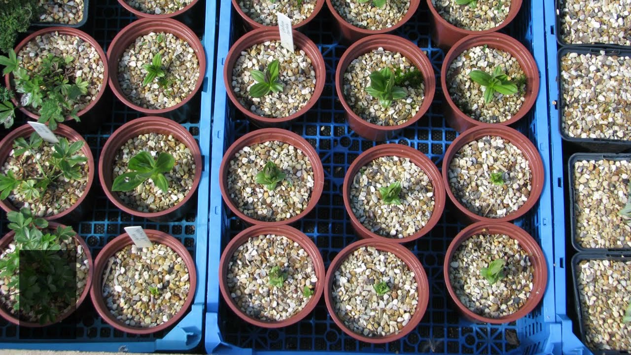 5 things plants need to grow YouTube