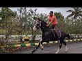 Fastest indian horse race full speed 70 kmph horse horselover horseriding kgf hassan  