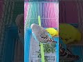 Live highlight#cute #birds #shorts live #birdlovers #ytshorts