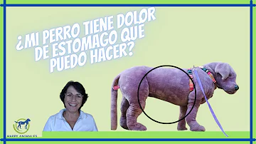 ¿Debo frotar la barriga de mi perro?