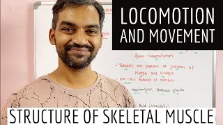 Locomotion and movement | Structure of Skeletal muscle
