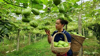 Harvesting Chayote arden goes to the market sell | Lý Thị Ca