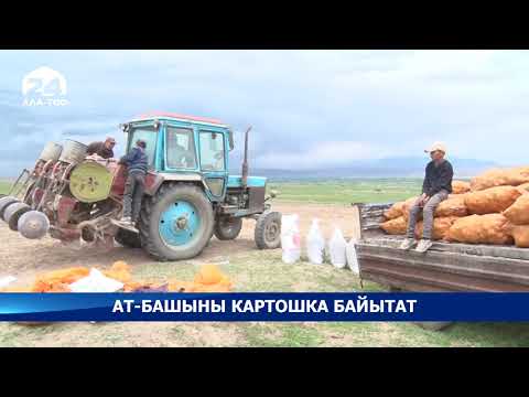 Video: Урукту баштоо көйгөйлөрү: үрөндүн өнүп чыгышындагы жалпы каталар