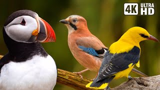 MOST AMAZING BIRDS OF EUROPE | BEAUTIFUL BIRD SONGS | PEACEFUL NATURE MELODIES | ENCHANTING BIRDS