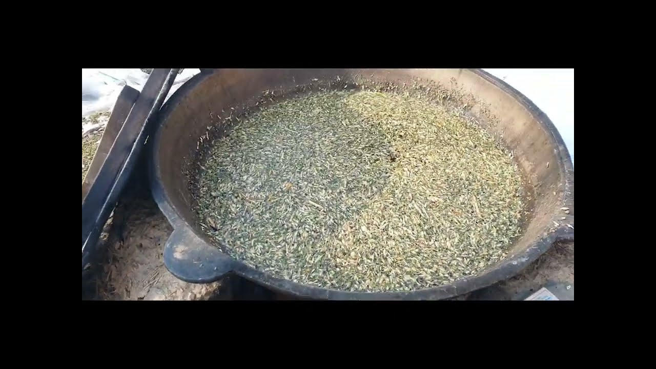 Бидай қайнатып берген дұрыспа жылқыларға ? 🔥#рек #лошади #farming #рекомендации #кони