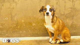 Scared Dog Never Wagged Her Tail Until This Happened 🥺❤️ BLOSSOM DOGS+ by DOGS+ by Rocky Kanaka 1,545 views 2 years ago 3 minutes, 16 seconds