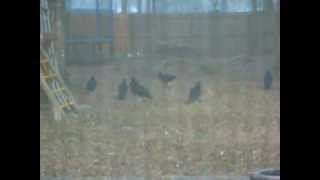 Turkey Vultures In My Back Yard