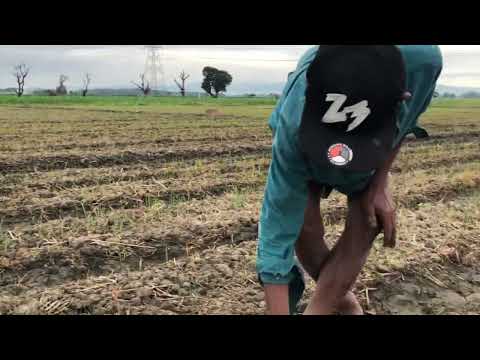 Video: Pagpapalaki ng Leonotis Plants - Mga Gamit Para sa Leonotis Lion's Ear Plant