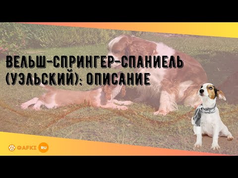 Вельш-спрингер-спаниель (уэльский): описание