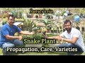 Sansevieria / Snake Plant Varieties, Propagation, Care | Air Purifing plants