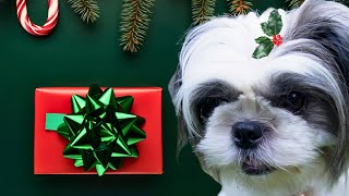 10 Things to GET YOUR DOG this Christmas by Busy With Dogs 62 views 5 months ago 3 minutes, 26 seconds