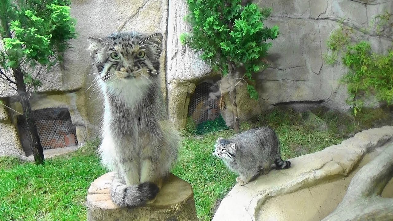 かっこいい マヌルネコの夫婦 Cool Manul Cat Couple 那須どうぶつ王国 19 7 19 Youtube