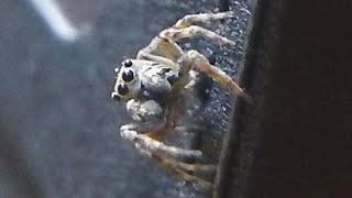 Jumping Spider - Skákavka obecná (Evarcha falcata)