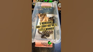 Wow!  2 monsoons! One tiny baby has us worried. #molinarosnakelab #diy #ballpython #snakehatchling